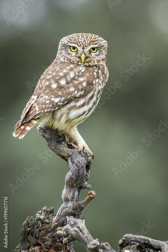 Ahene noctua, little owl