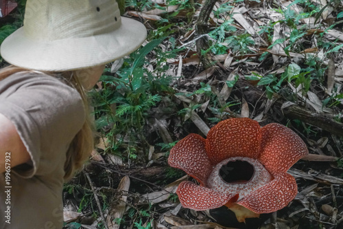 Female Tourist Looking at Rafflesia Flower on Borneo Island, Malaysia photo