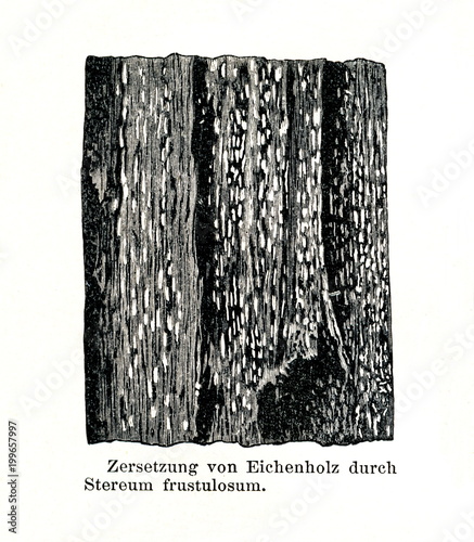 Wood damage caused by Xylobolus frustulatus (from Meyers Lexikon, 1896, 13/790/791) photo