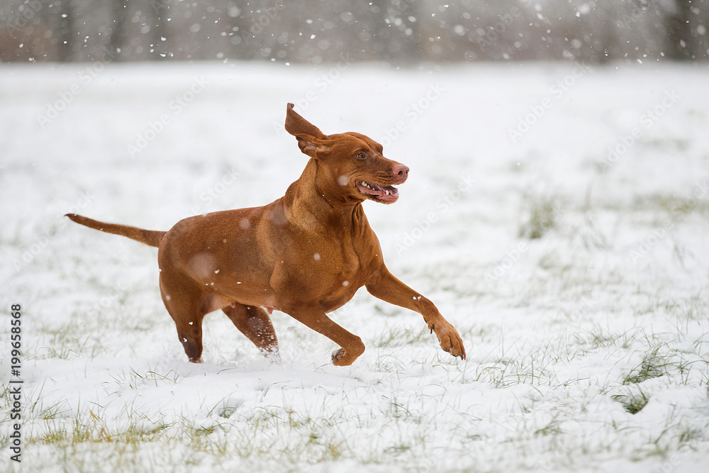 Beautiful Vizsla dog running in the snow