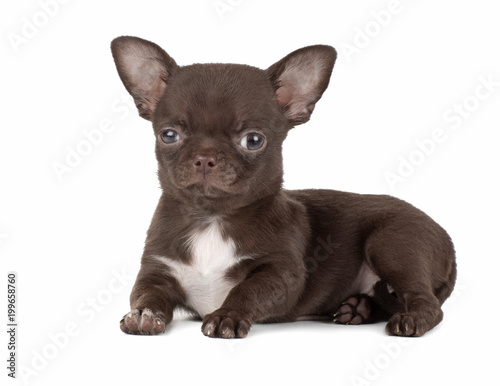 cute Chihuahua puppy isolated on white background © vivienstock