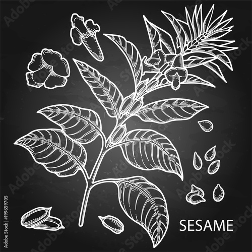 Graphic sesame flowers