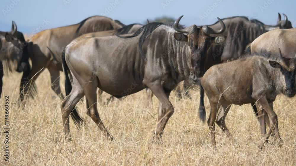 Wildebeests walking in dry grass Wildebeests walking in dry grass