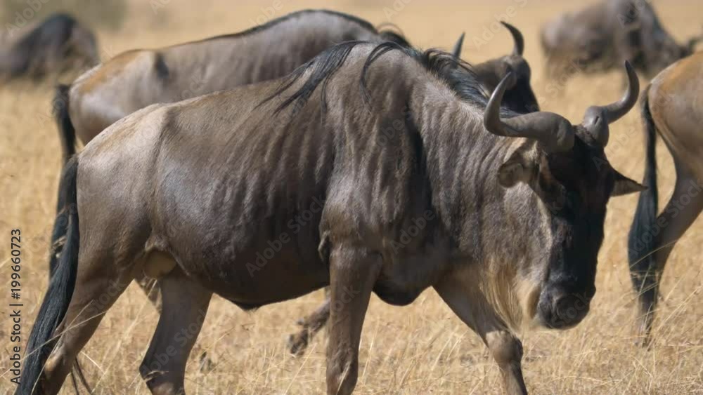 Wildebeests Wildebeests