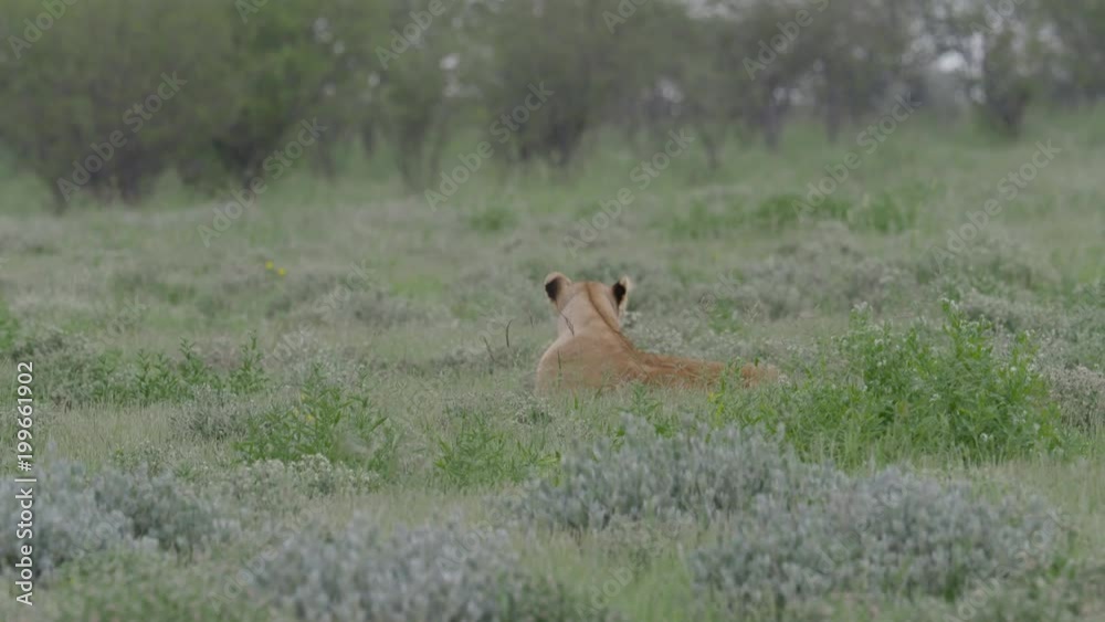 Resting lions in grass field in Africa Resting lions in grass field in Africa