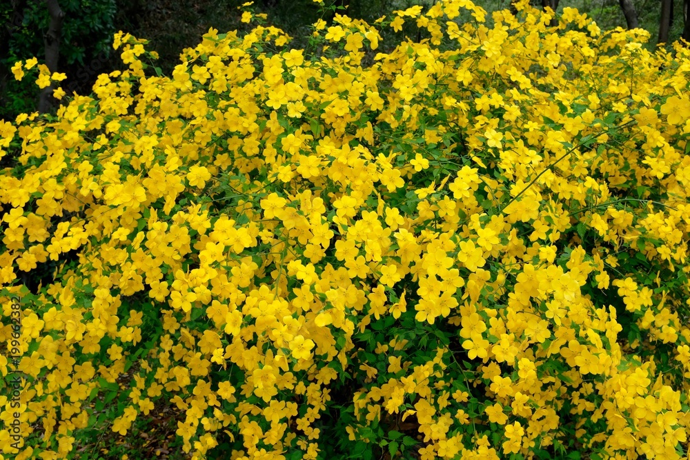 Obraz premium ヤマブキ