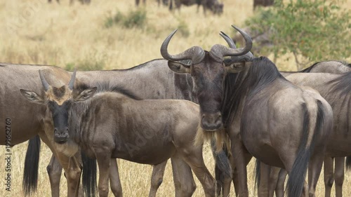 Herd of wildebeests photo