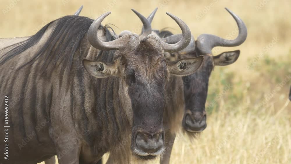 Close up of wildebeests Close up of wildebeests