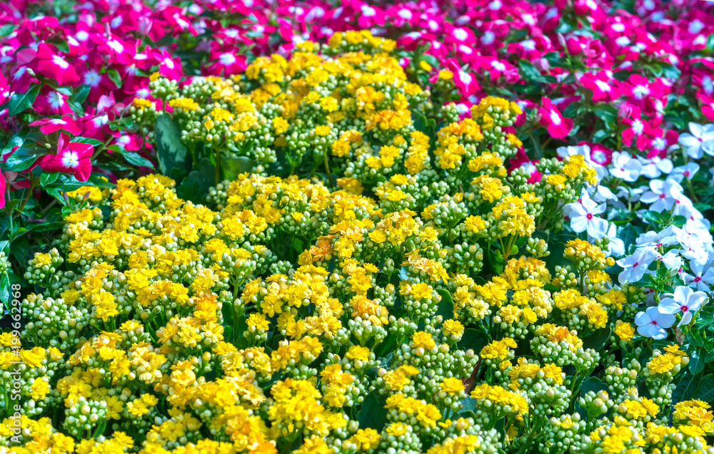 Obraz premium Flowerbeds in the park decorated many kinds of flowers in bursts of colorful colors in the early spring sunshine beautiful.