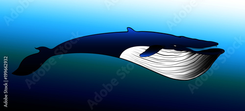 big blue whale photo