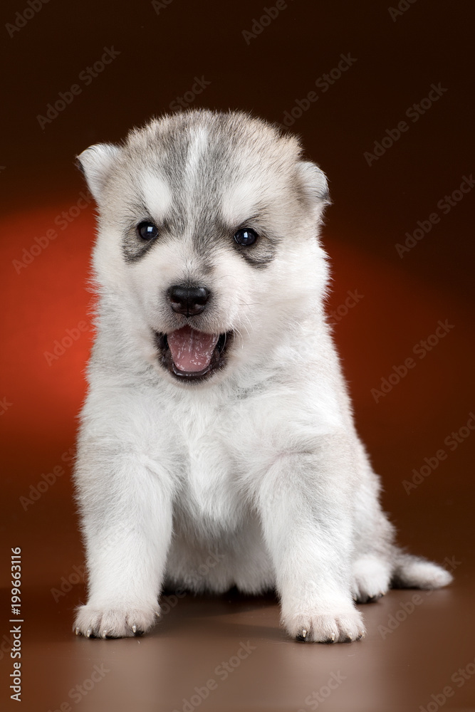 cute puppy Siberian husky on a brown background in the Studio cute puppy Siberian husky on a brown background in the Studio