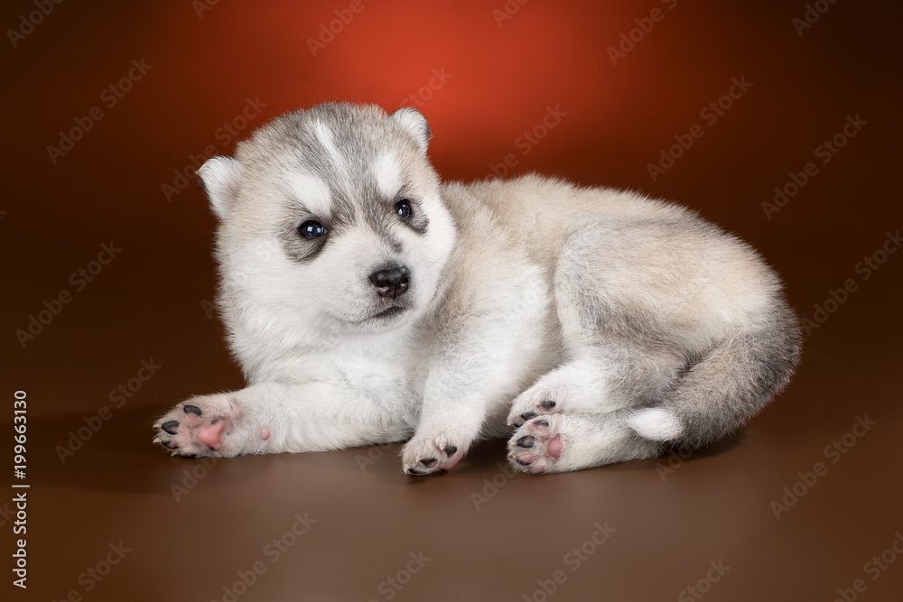 Fototapeta premium cute puppy Siberian husky on a brown background in the Studio