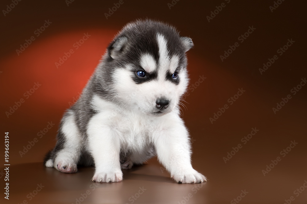 cute puppy Siberian husky on a brown background in the Studio