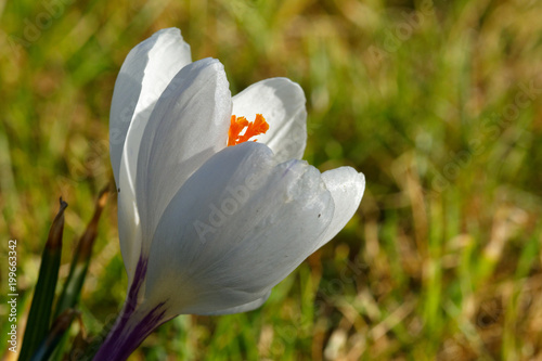 White crocus (Crocus scepusiensis)