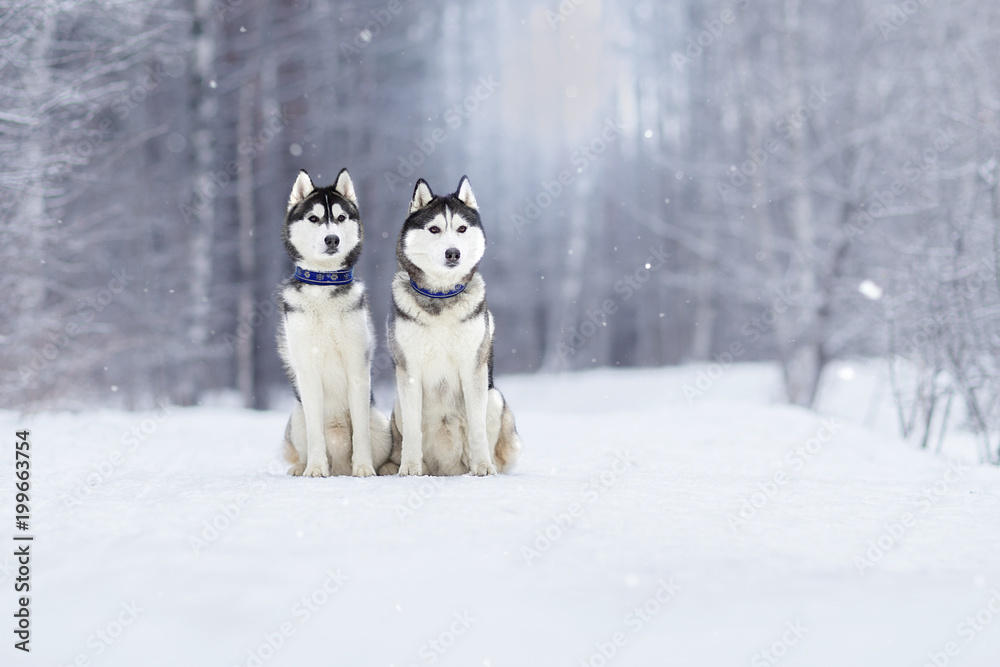 Two beautiful Siberian Husky on the ice in winter Two beautiful Siberian Husky on the ice in winter