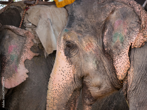 Indian Elephants photo