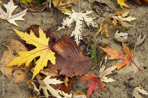 Autumn bright leaves are laying on the wet sand. Background
