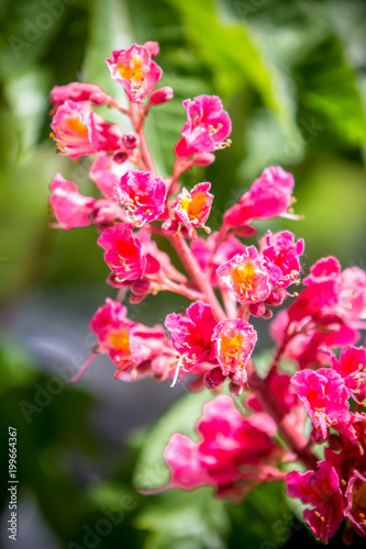 Red chestnut flowers