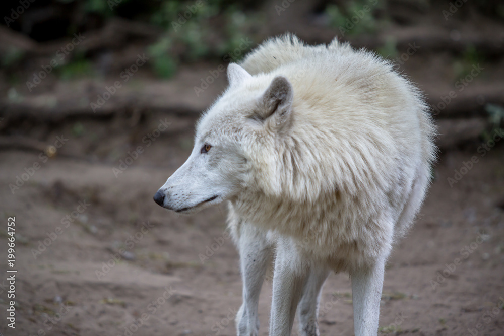 White Polar Wolf in Zoo of Berlin White Polar Wolf in Zoo of Berlin