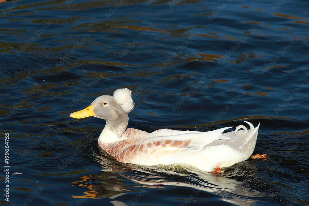 Fototapeta premium CANARD A POMPON BLANC
