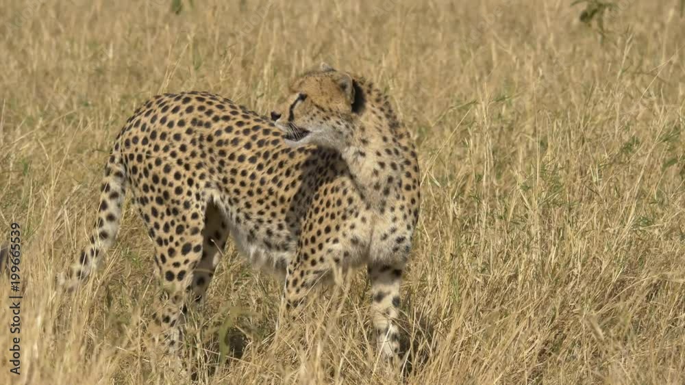 Cheetah with cubs walking in dry grass Cheetah with cubs walking in dry grass