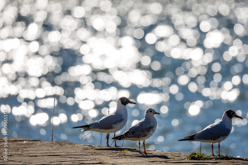 Three seagulls resting at the shore next to the blue waters of lake Pamvotida  close to the old small Greek town of Ioannina  Greece. Blurred blue water background with beautiful bright bokeh