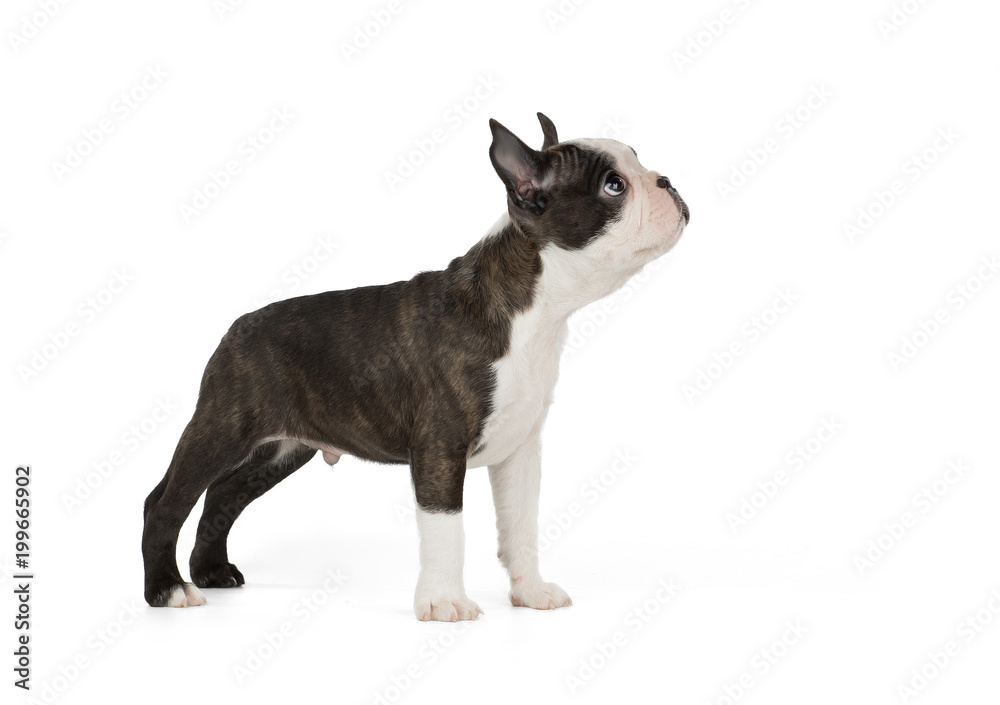 Cute puppy Boston Terrier on white background