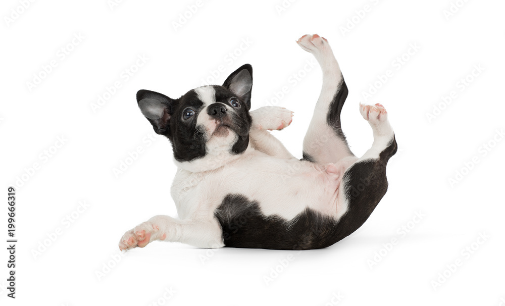 Cute puppy Boston Terrier on white background Cute puppy Boston Terrier on white background
