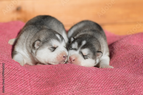 Cute Puppy Alaskan Malamute 5 days © vivienstock
