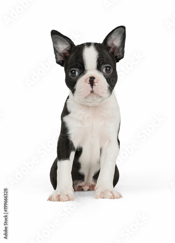 Cute puppy Boston Terrier on white background © vivienstock