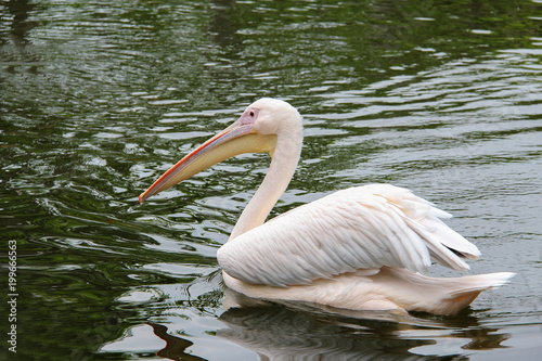 swimming pelican with water reflection