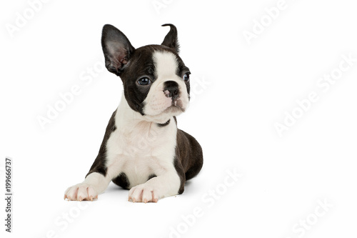 Foto Cute puppy Boston Terrier on white background