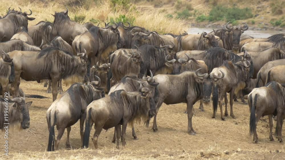 Pan right of gnus in Masai Mara Pan right of gnus in Masai Mara