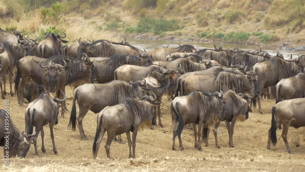 Herd of gnus Herd of gnus