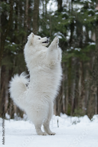 Samoyed is dancing in the snow.