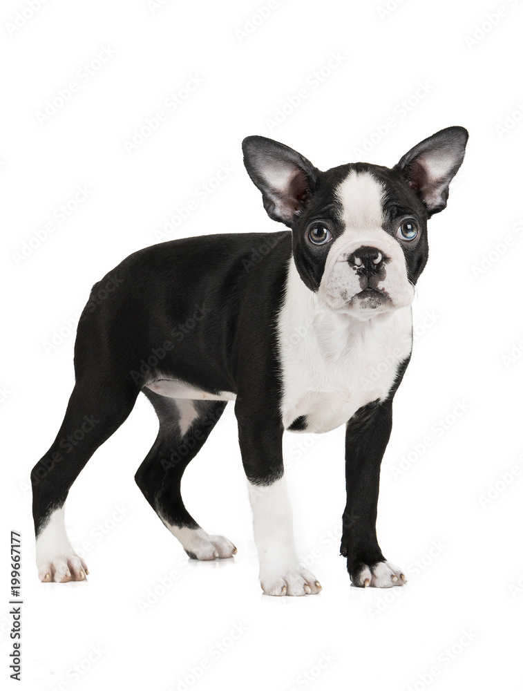 Cute puppy Boston Terrier on white background Cute puppy Boston Terrier on white background