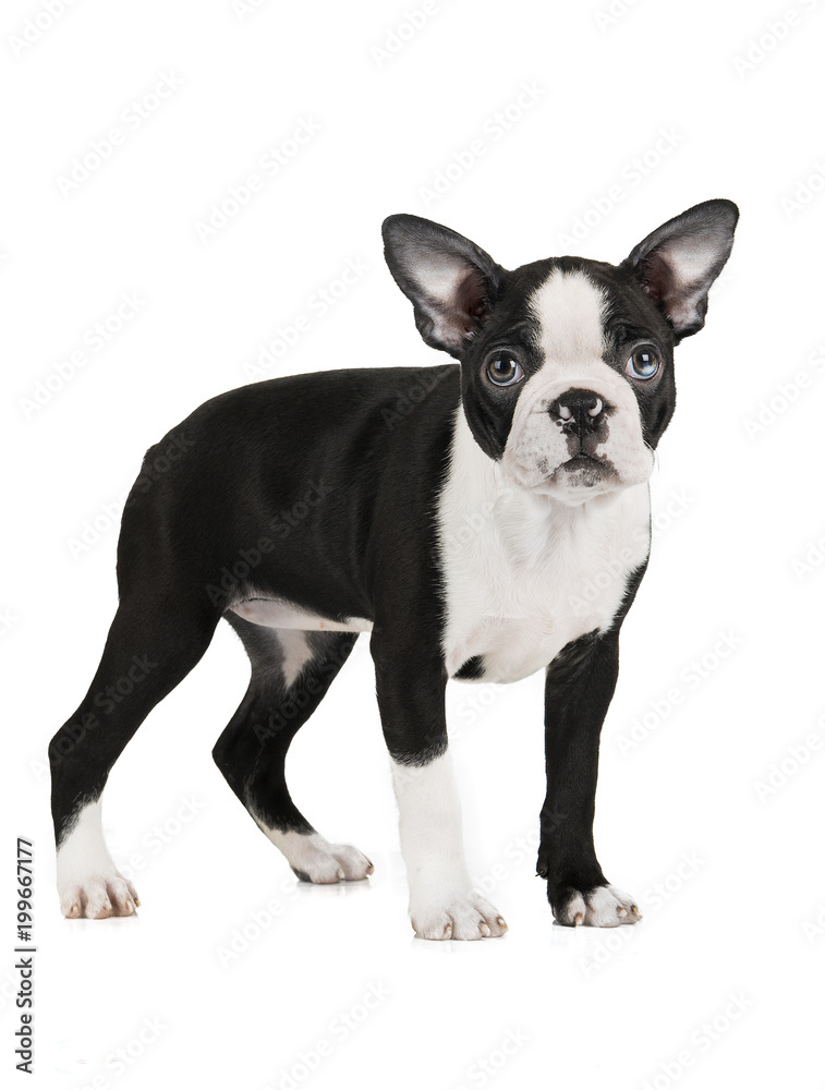 Cute puppy Boston Terrier on white background