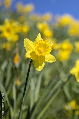 Daffodil Flower During the Spring Season