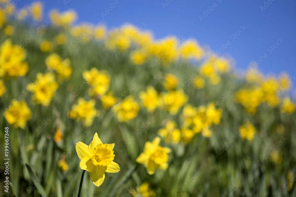Obraz premium Daffodils during the Spring Season