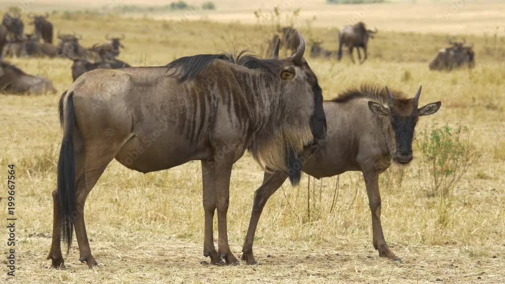 Wildebeest and young wildebeest in Masai Mara Wildebeest and young wildebeest in Masai Mara