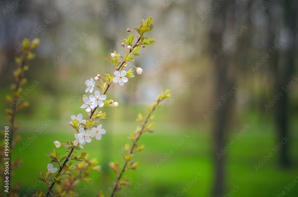 Beautiful gentle blossoming branch, spring background Beautiful gentle blossoming branch, spring background