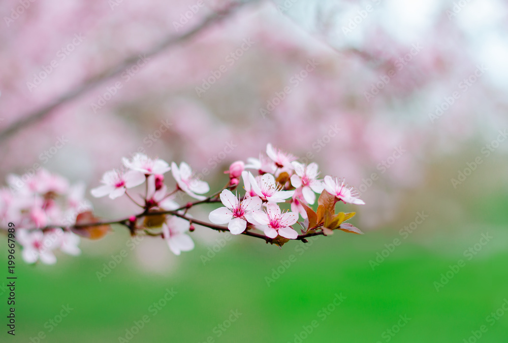 Beautiful blossoming branch of a cherry tree with green background