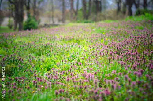 a meadow full of flowers in spring