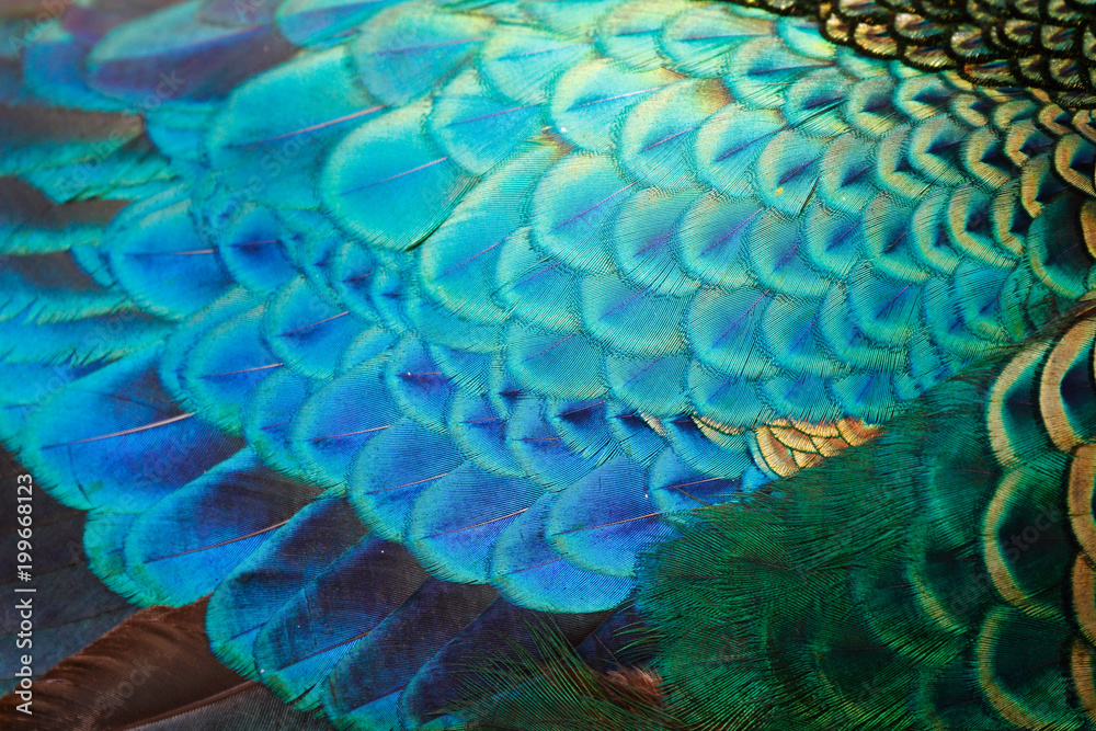 Obraz premium Szczegół piór męskiego pawia zielonego / pawia (Pavo muticus) (płytkie dof)