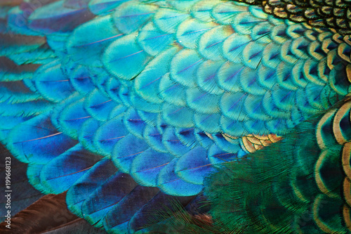 Feathers detail of male green peafowl / peacock (Pavo muticus) (shallow dof)