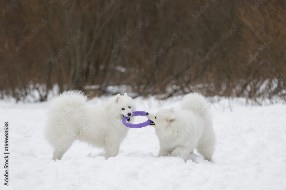Two Samoyed playing in the puller Two Samoyed playing in the puller