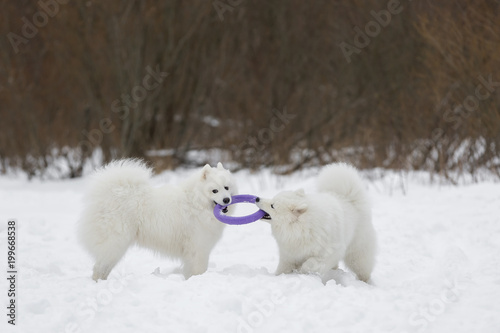 Two Samoyed playing in the puller