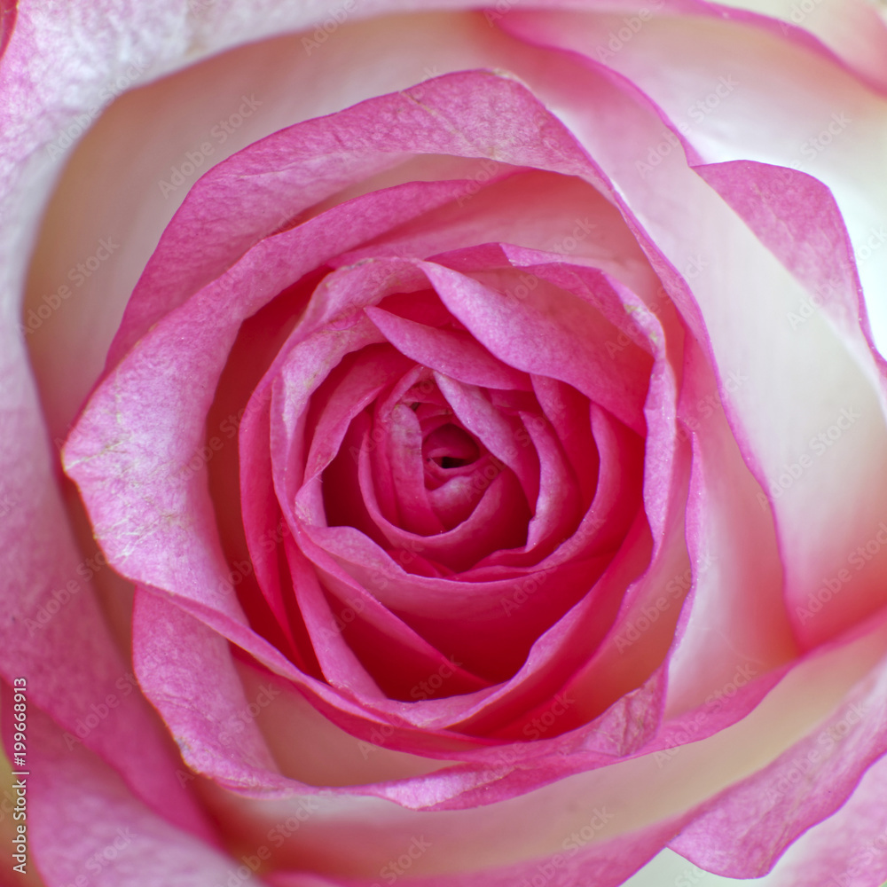 colorful pink white rose closeup colorful pink white rose closeup