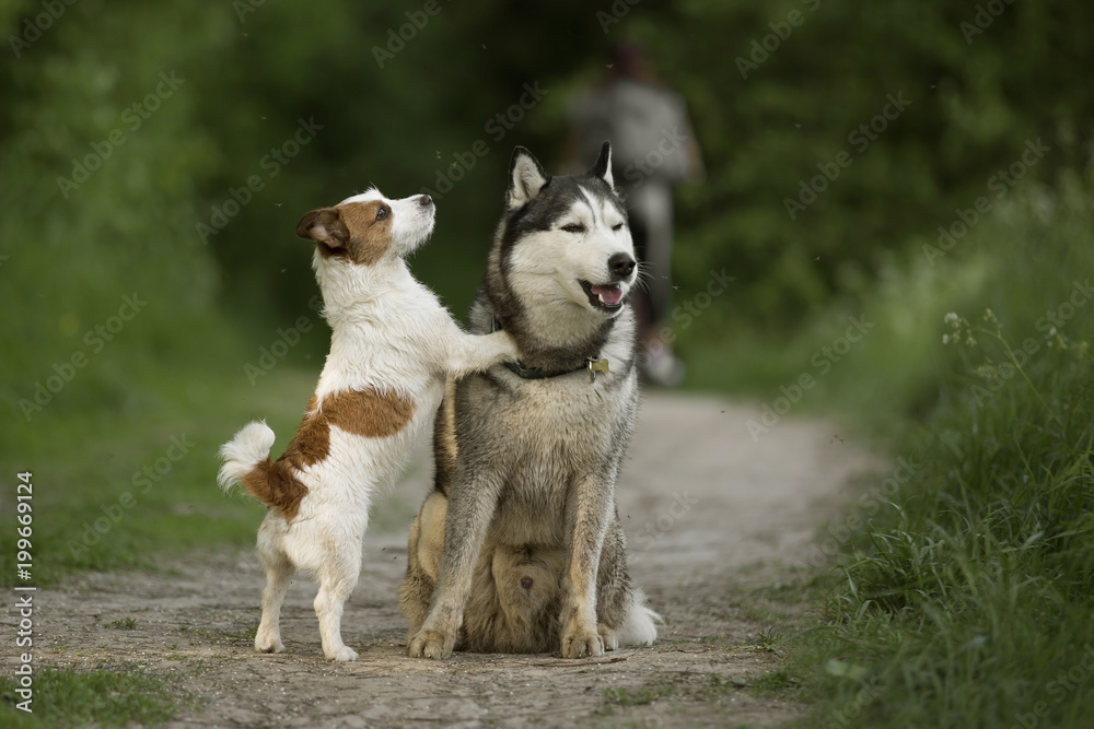 Two dirty dogs: Siberian Husky, Jack Russell Terrier