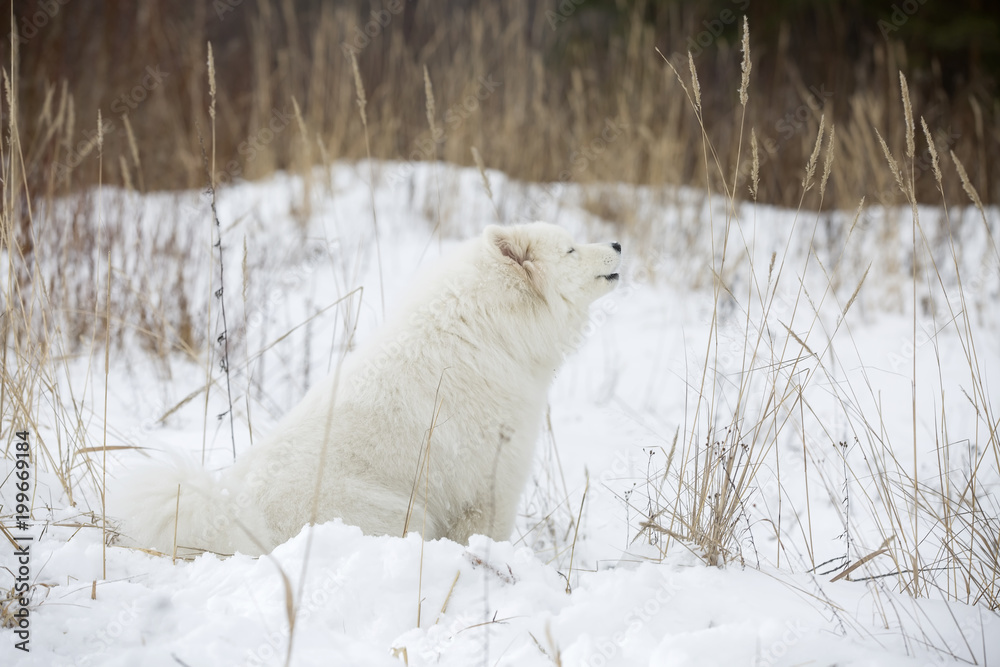 Samoyed is dancing in the snow. Samoyed is dancing in the snow.